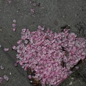 坤坤寒进桃子里在线看歌词动漫
